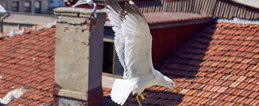 Residential Chimney Animal Removal Solution in Nicholasville, KY